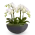 Elegantní sesadba orchideí